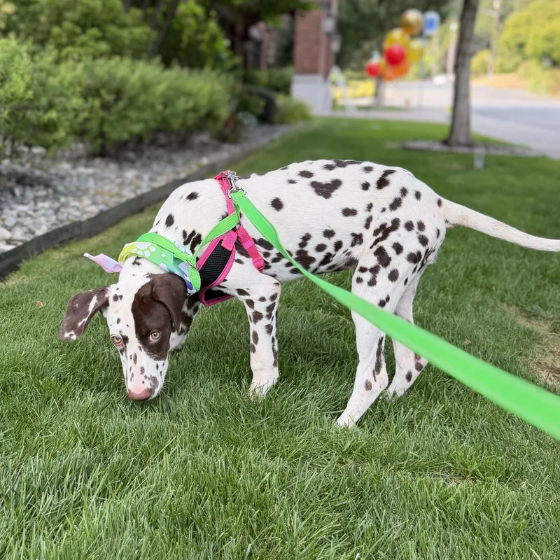 A baby medium-sized female Brown / Chocolate Dalmatian dog named Penny for adoption in lynnwood , WA
