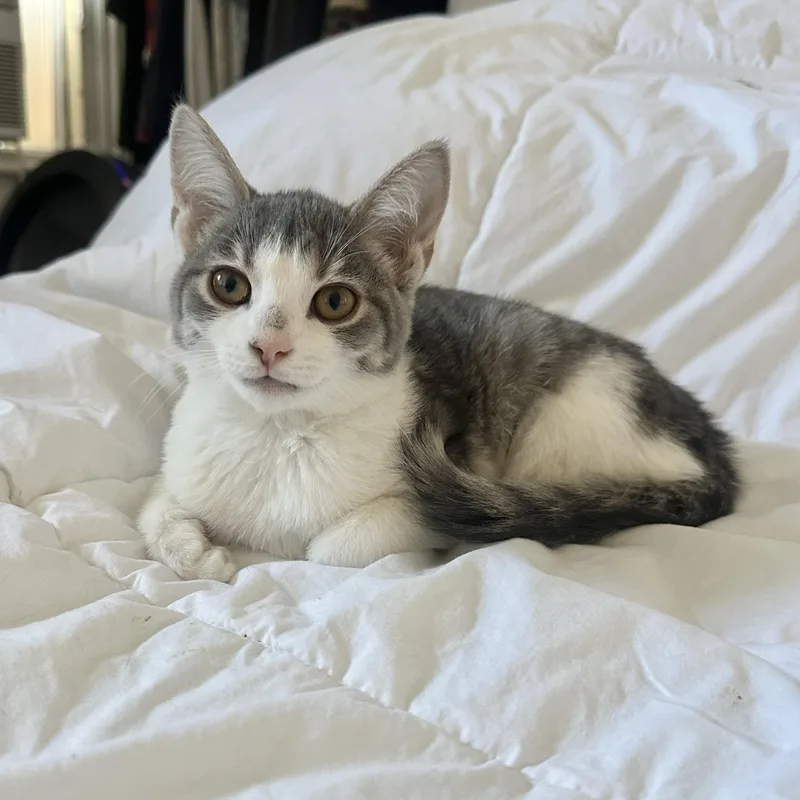 A baby small-sized female Tabby (Gray / Blue / Silver) Domestic Short Hair cat named Love is Like a for adoption in Richmond, VA