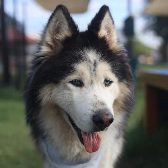 An adult large-sized male Alaskan Malamute dog named Achilles for adoption in San Antonio, TX