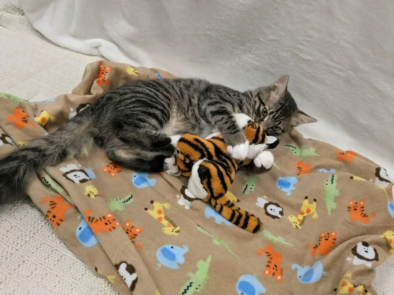 Tony the Tiger