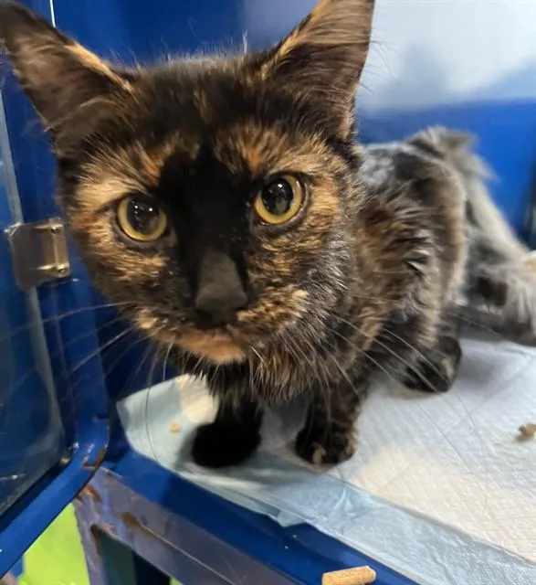 A young small-sized female Domestic Medium Hair cat named Marley for adoption in Westminster, MD