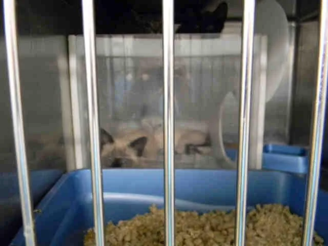 A senior small-sized male Siamese cat named Sinbad for adoption in Easton, MD