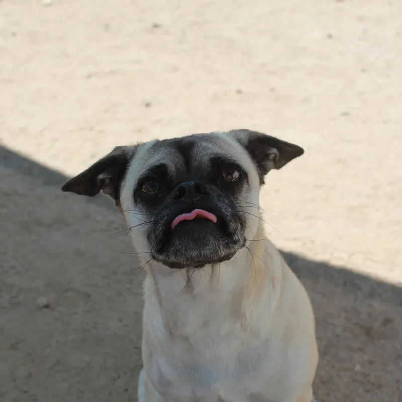 An adult small-sized female Yellow / Tan / Blond / Fawn Pug dog named Annabelle for adoption in Yucca Valley, CA