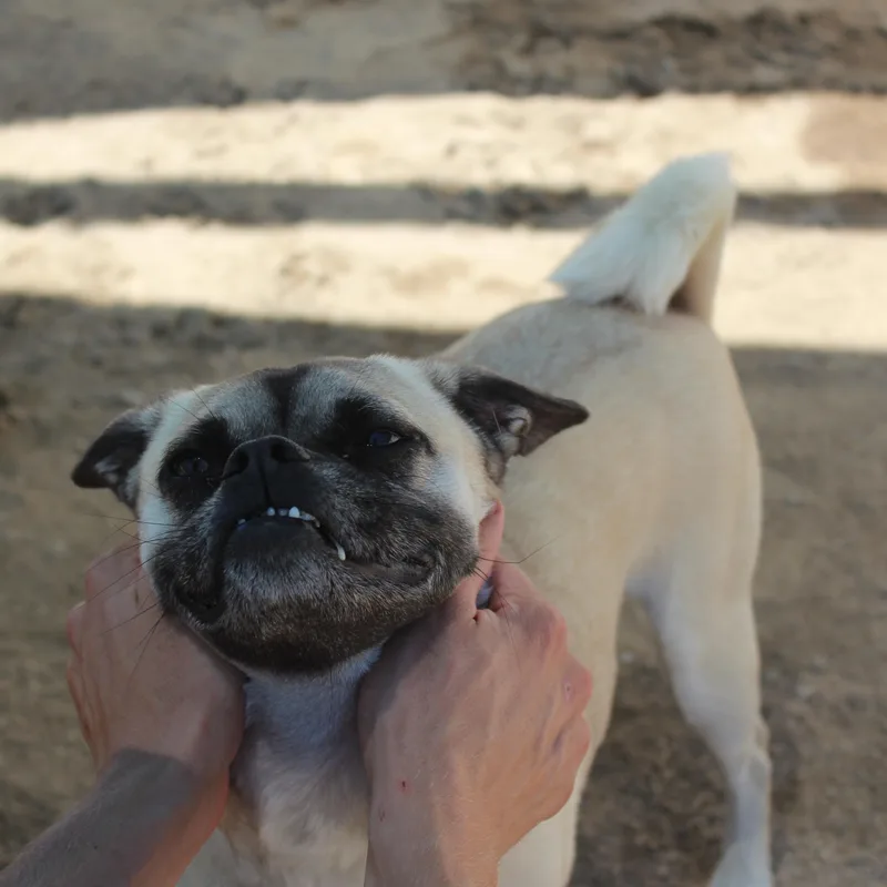Annabelle thumbnail 3