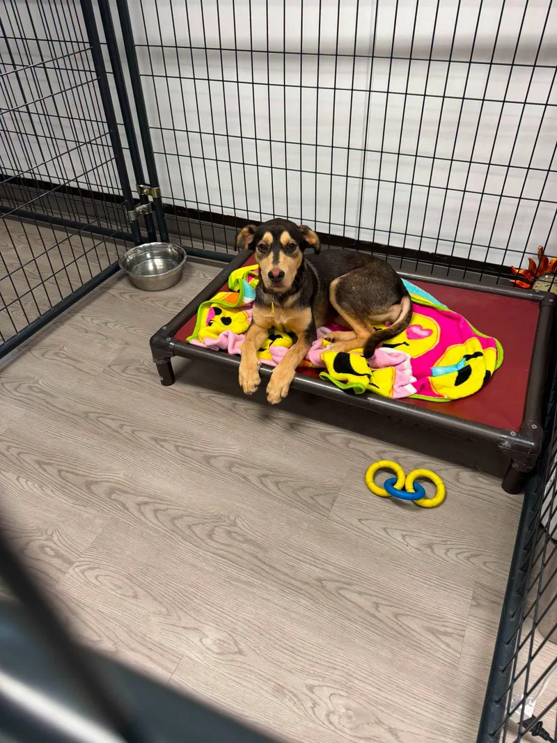 A baby medium-sized female Husky dog named Jade for adoption in Gouverneur, NY