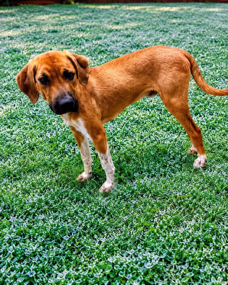 A baby medium-sized male Labrador Retriever dog named Haggard for adoption in Willington, CT