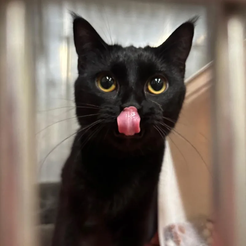 An adult small-sized female Black Domestic Short Hair cat named Zinnia C for adoption in Napoleon, OH