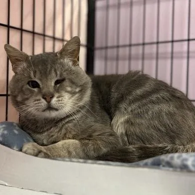 An adult medium-sized male Gray / Blue / Silver Domestic Short Hair cat named Snowman's Everywhere for adoption in Davenport, IA