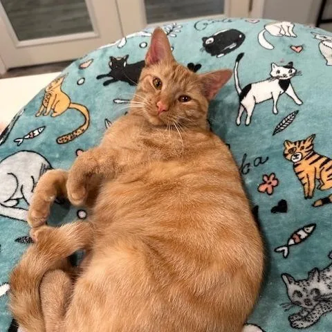 An adult small-sized male Orange / Red Domestic Short Hair cat named Dexter for adoption in Greensburg, PA