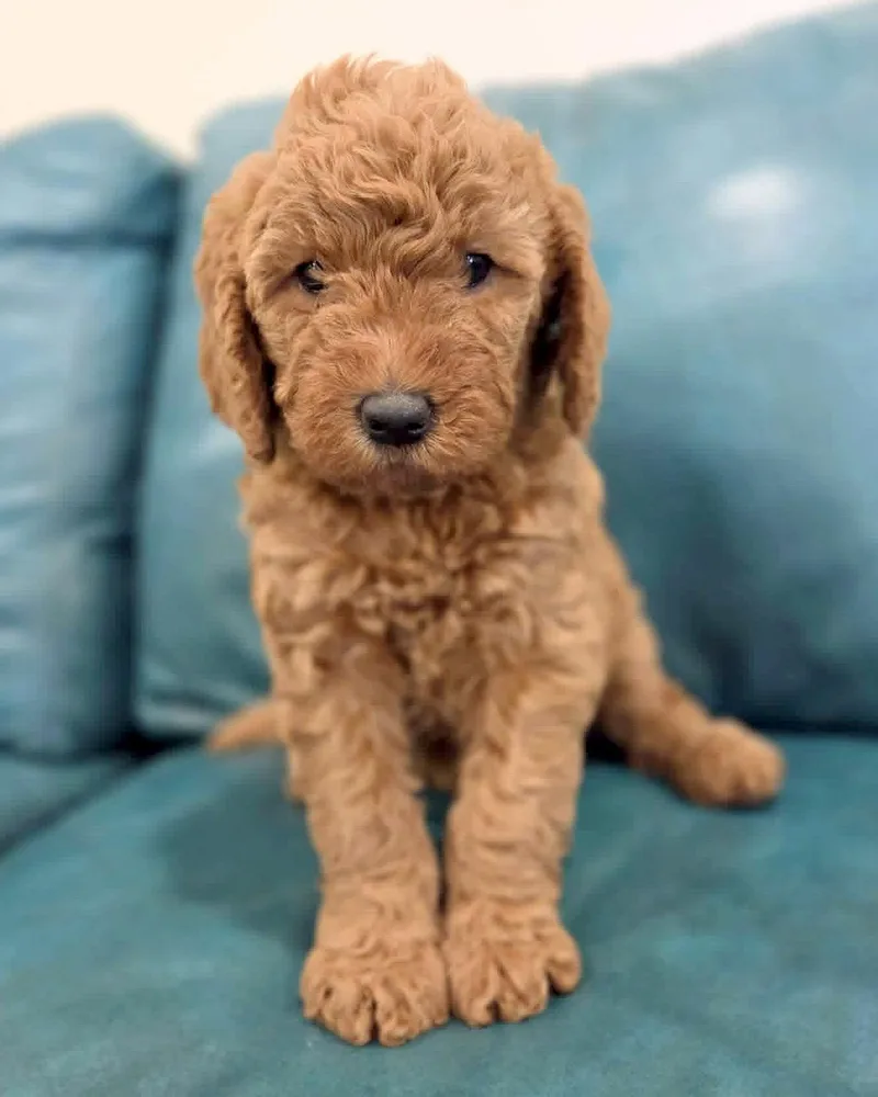 A baby large-sized female Golden Retriever dog named Ivy for adoption in Corona, CA