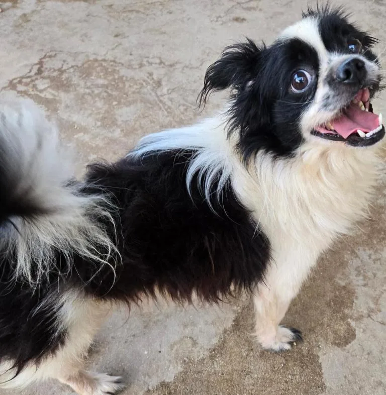 A young small-sized male Papillon dog named Panda for adoption in San Antonio, TX