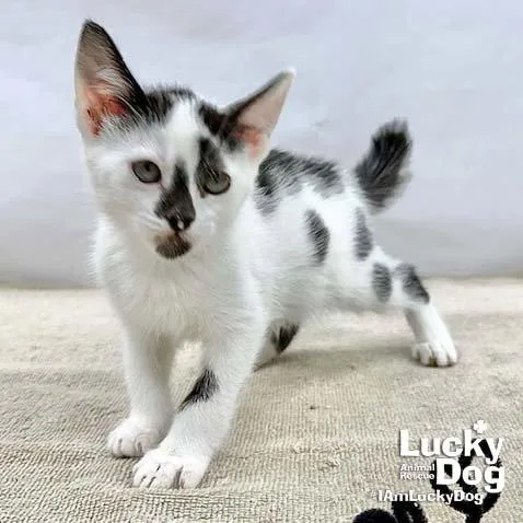 A baby medium-sized male Black & White / Tuxedo Domestic Short Hair cat named Otto for adoption in Washington, DC