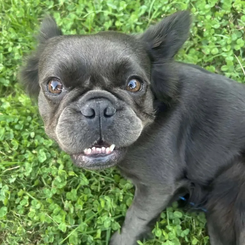 An adult small-sized female French Bulldog dog named Angel for adoption in Huber Heights, OH