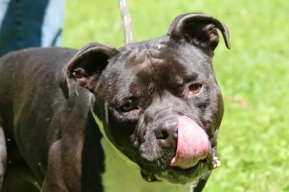 An adult medium-sized male Black Mixed Breed dog named Eli for adoption in Brazil, IN
