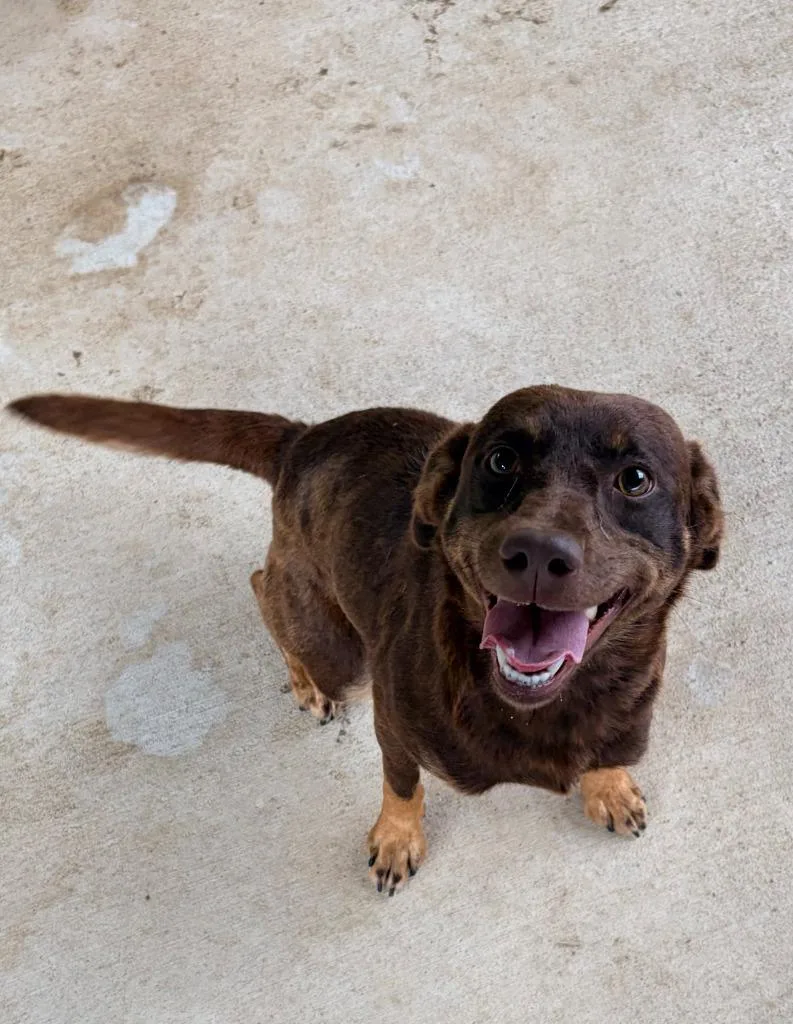 A baby medium-sized female Cattle Dog dog named Mocha for adoption in Batesville, AR