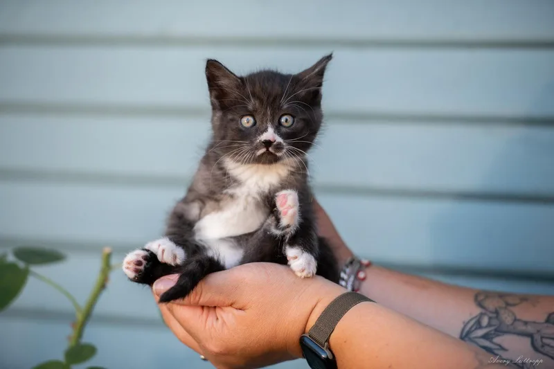 A baby small-sized male Black & White / Tuxedo Tuxedo cat named Cloudy for adoption in Walnut Creek, CA