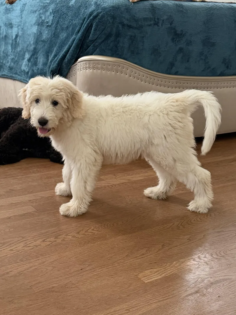 A baby medium-sized female Standard Poodle dog named Lavender for adoption in Monroe, NC