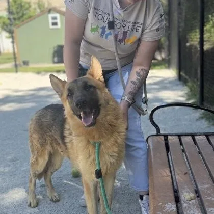 An adult large-sized male German Shepherd Dog dog named Tank for adoption in Philadelphia, PA