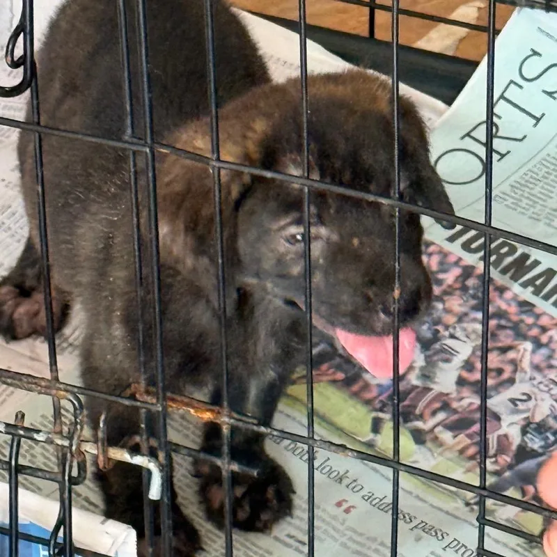 A baby small-sized male Black Mixed Breed dog named Squirt for adoption in Tupelo, MS