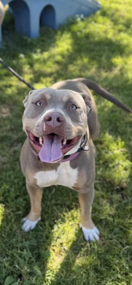 A young large-sized female Gray / Blue / Silver Pit Bull Terrier dog named Nila for adoption in Tigard, OR