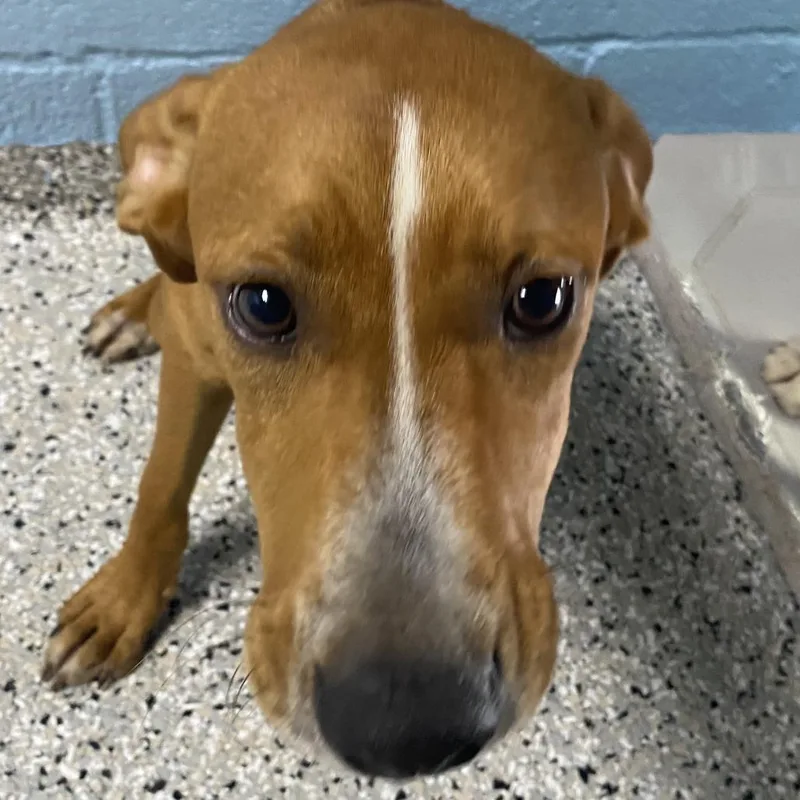 A baby medium-sized male Red / Chestnut / Orange American Foxhound dog named Fat Boy for adoption in Hattiesburg, MS