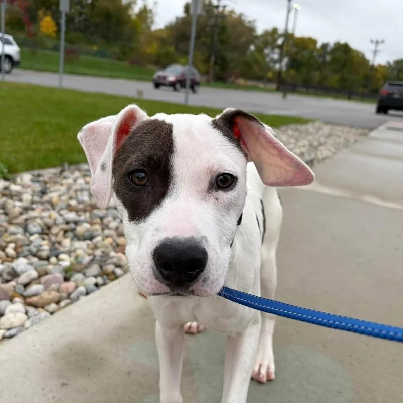 A baby medium-sized female White / Cream Mixed Breed dog named Sweet Caroline for adoption in Dearborn, MI