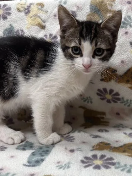 A young small-sized male Domestic Medium Hair cat named Hazelnut for adoption in Phoenix, AZ