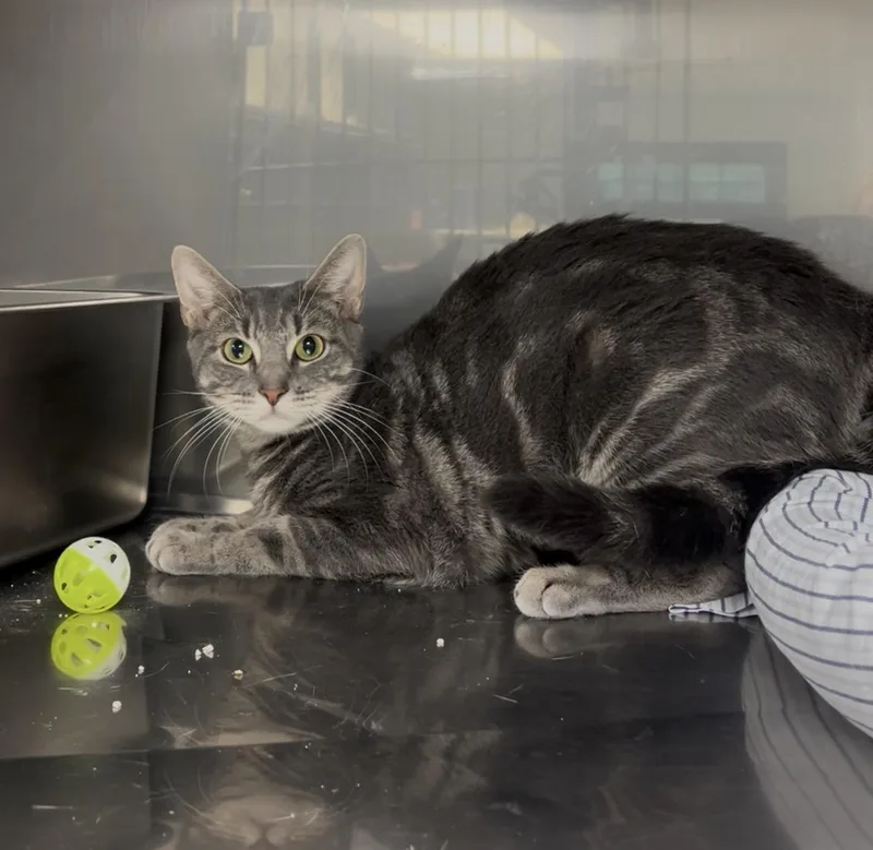 A young medium-sized female Tabby (Gray / Blue / Silver) Domestic Short Hair cat named Makita for adoption in Montville, NJ