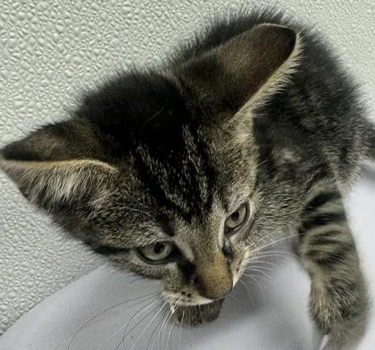 A baby small-sized male Domestic Short Hair cat named Theodore for adoption in West Chester, PA