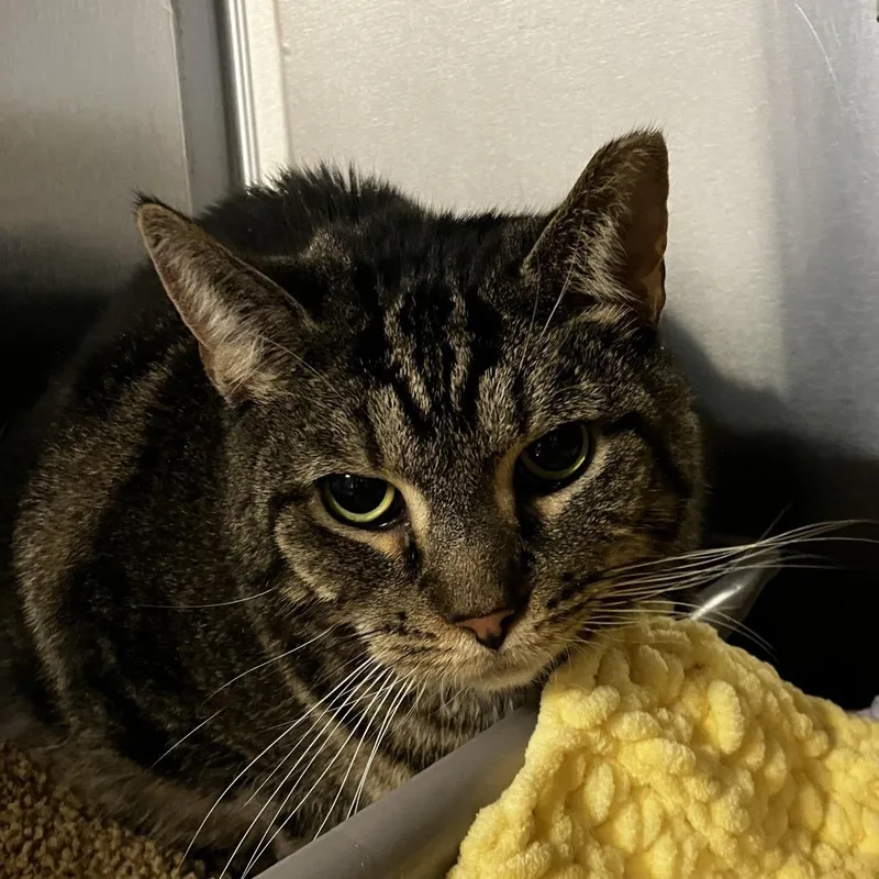 An adult large-sized male Brown / Chocolate Domestic Short Hair cat named Coco for adoption in Wilmington, DE