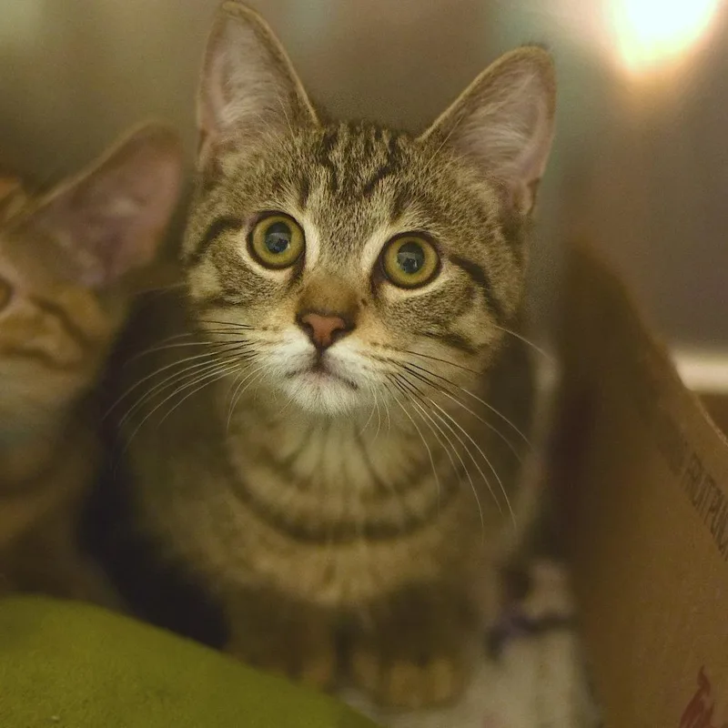 A baby small-sized male Brown / Chocolate Domestic Short Hair cat named Oak for adoption in Belleville, IL