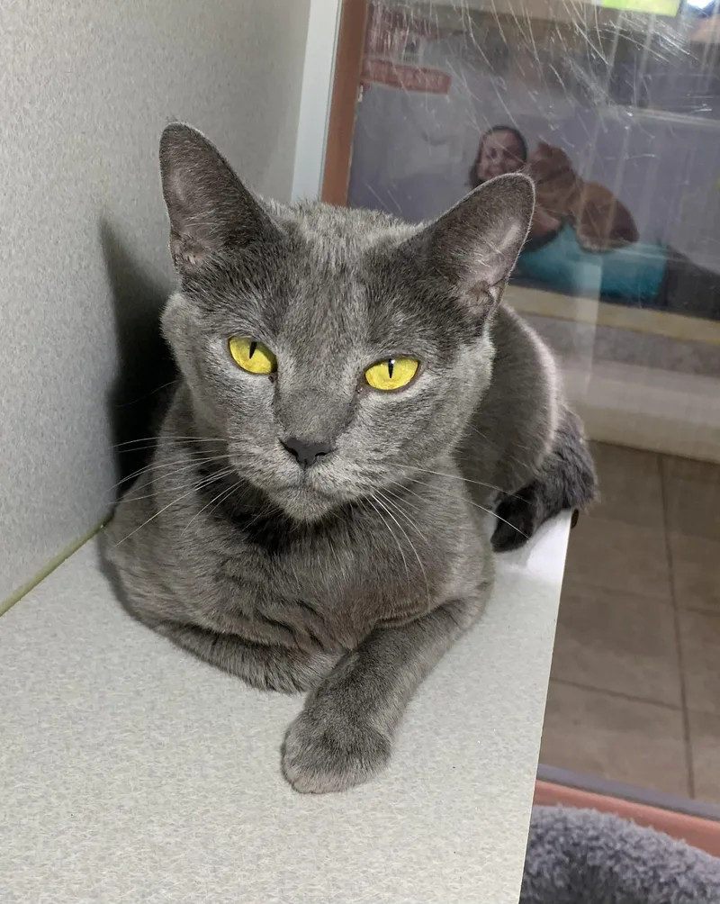 An adult medium-sized female Gray / Blue / Silver Domestic Short Hair cat named Faith for adoption in Massena, NY