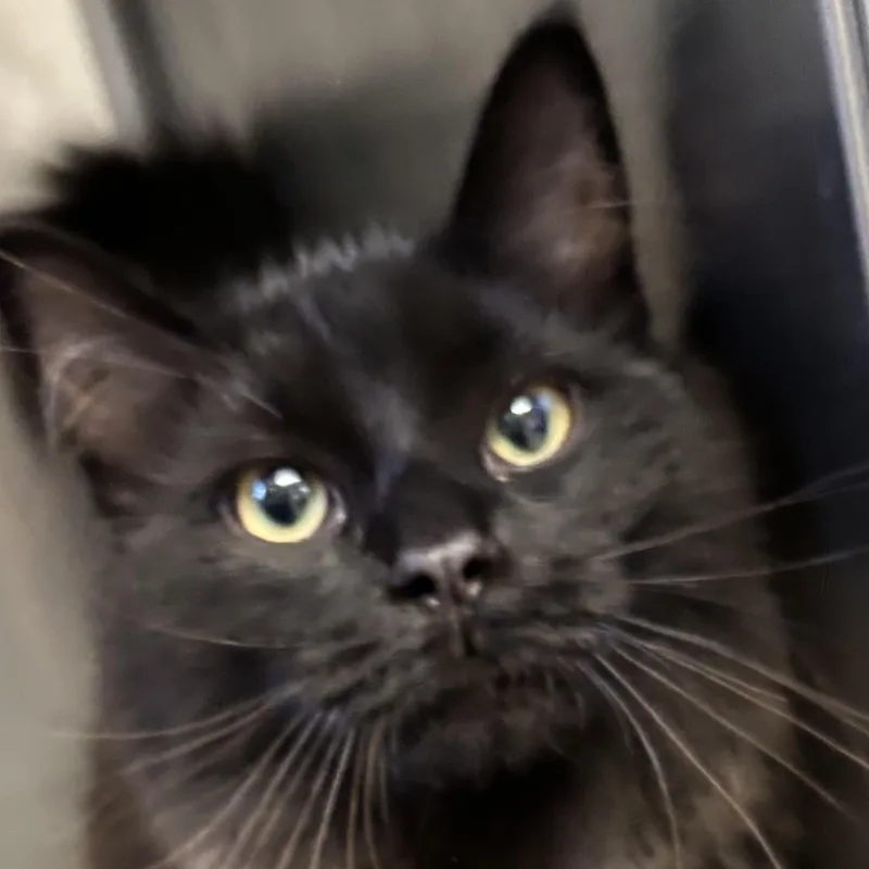 A young medium-sized female Domestic Long Hair cat named Violet for adoption in Mount Pleasant, MI