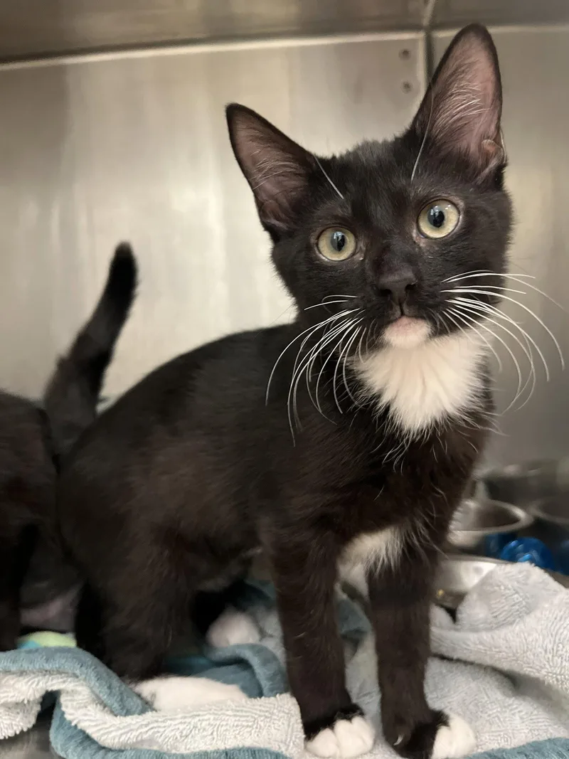 A young medium-sized female Black & White / Tuxedo Domestic Short Hair cat named Taffy for adoption in Hilton Head Island, SC