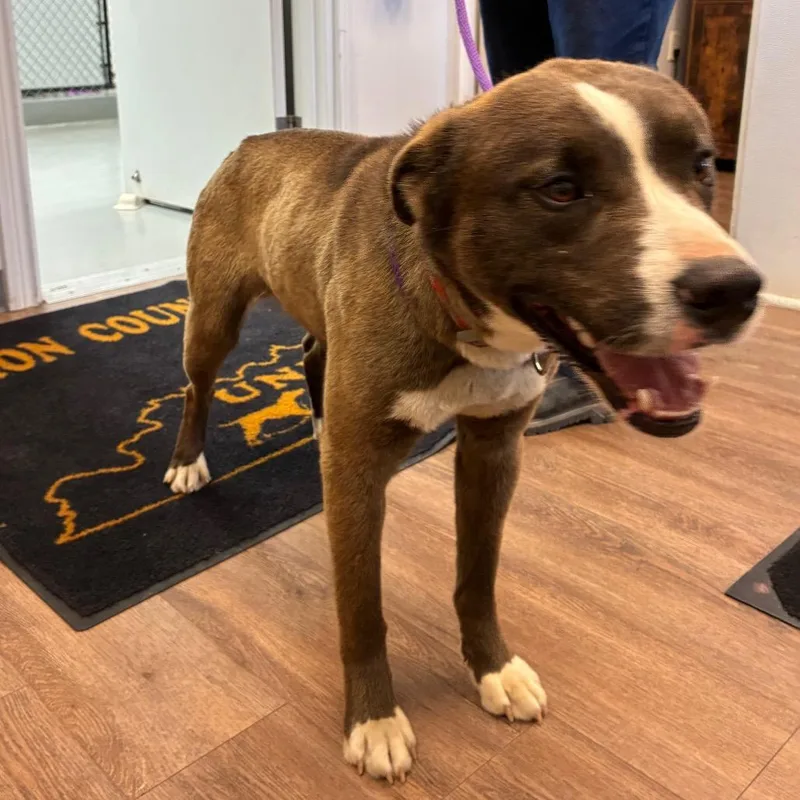 A young medium-sized male Brown / Chocolate Husky dog named Morton for adoption in Morganfield, KY