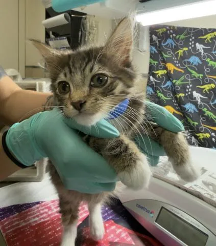 A baby small-sized male Domestic Short Hair cat named Pooh for adoption in Riverside, CA
