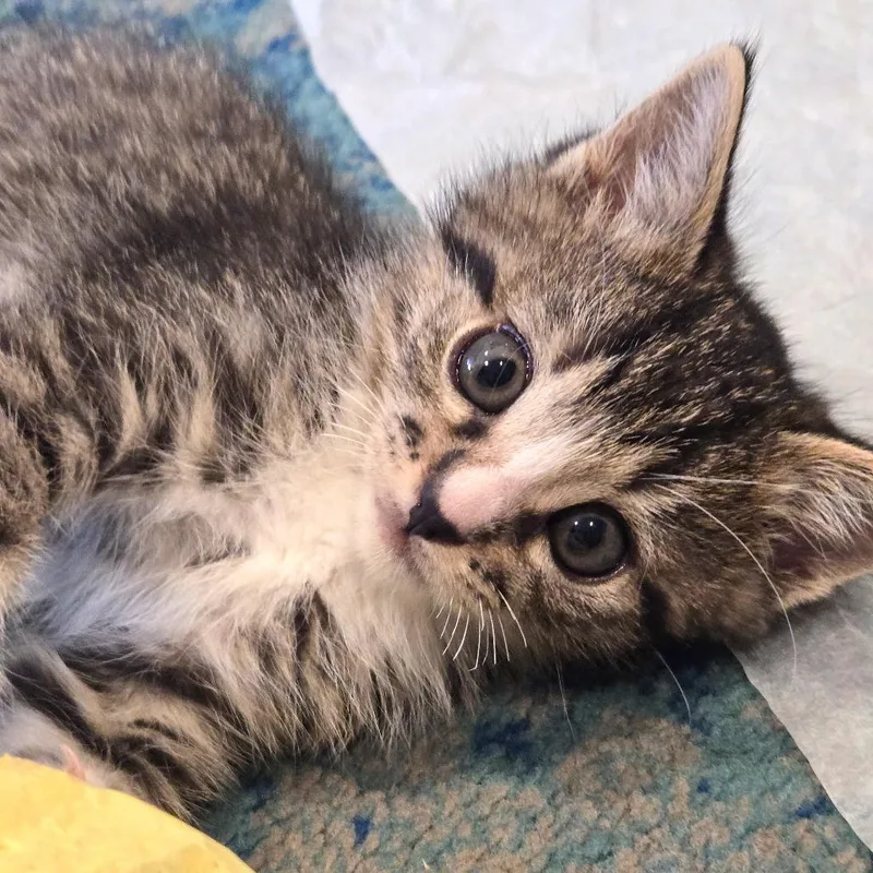 A baby small-sized male Brown / Chocolate Domestic Short Hair cat named Boots for adoption in Tacoma, WA