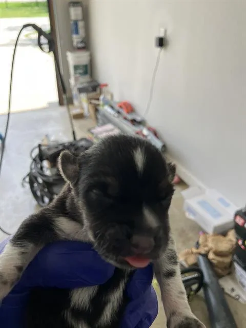 A baby medium-sized male Mixed Breed dog named Cole for adoption in Dallas, TX