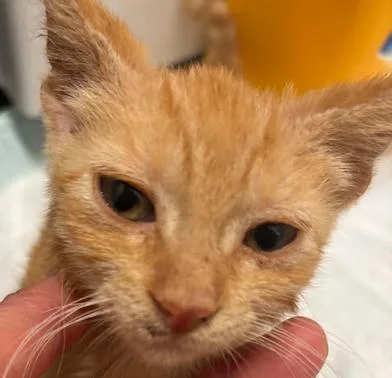 A baby small-sized female Orange & White Domestic Short Hair cat named Ginger for adoption in Liverpool, TX