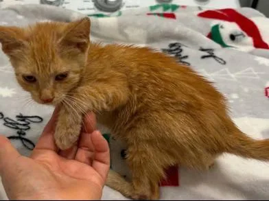 Ginger thumbnail 3