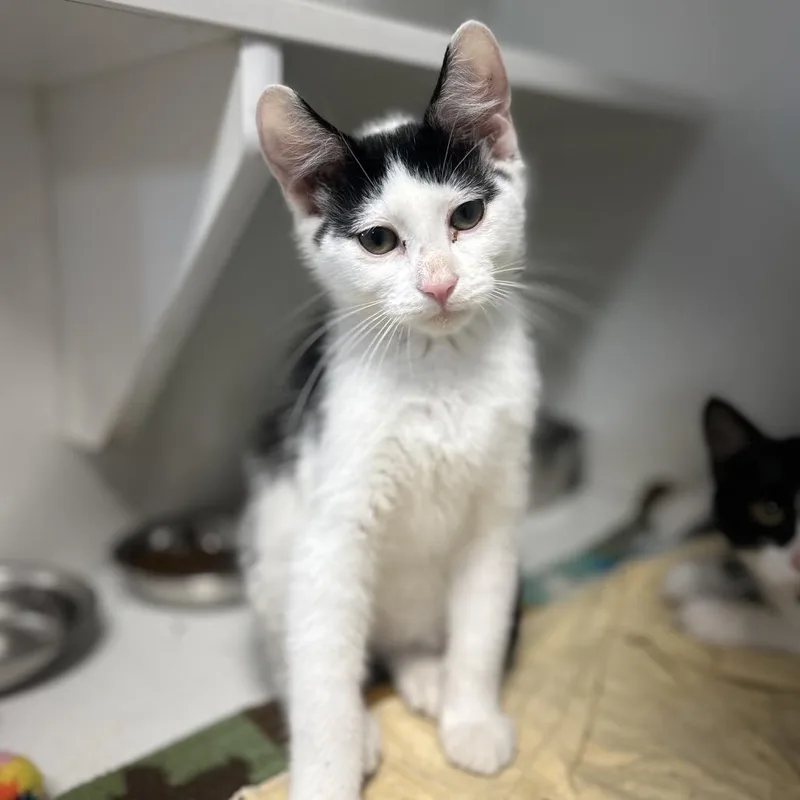 A baby small-sized male Black Domestic Short Hair cat named Flash Flood for adoption in Troy, IL