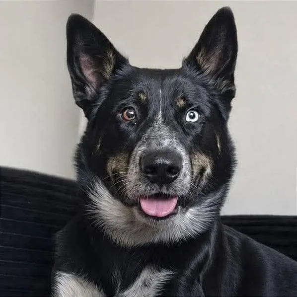 An adult small-sized male Black Husky dog named Verde for adoption in Tampa, FL