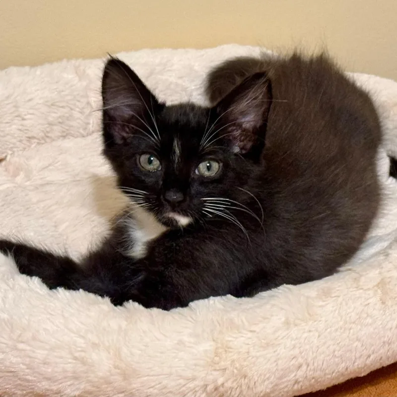 A baby small-sized female Domestic Medium Hair cat named Tuxie for adoption in Cumming, GA