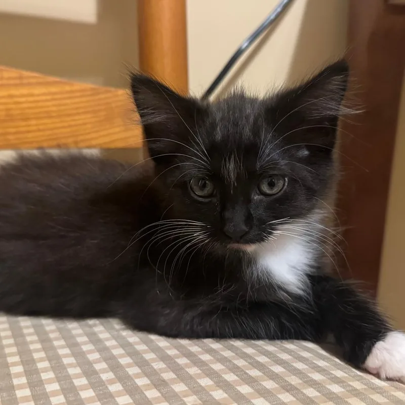 Tuxie thumbnail 2