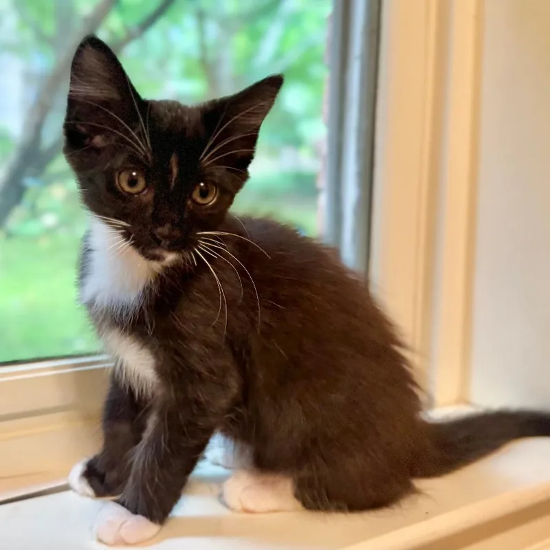 Tuxie thumbnail 3