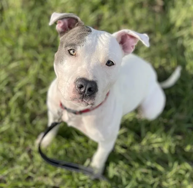 A young medium-sized female Mixed Breed dog named Princess for adoption in Jacksonville, FL