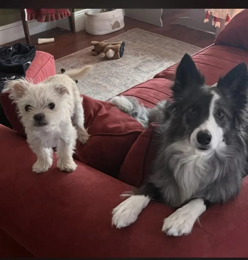 Biscotti thumbnail 2