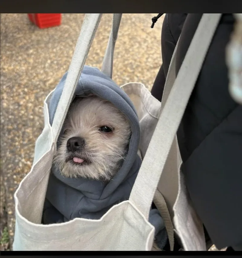 Biscotti thumbnail 3