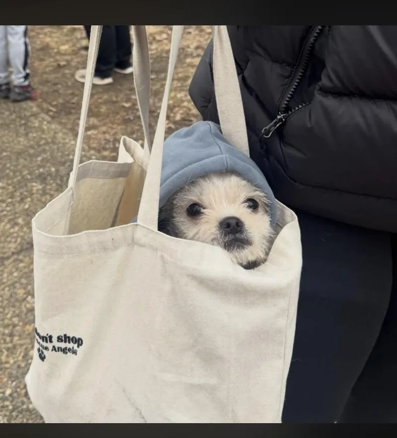 Biscotti thumbnail 4