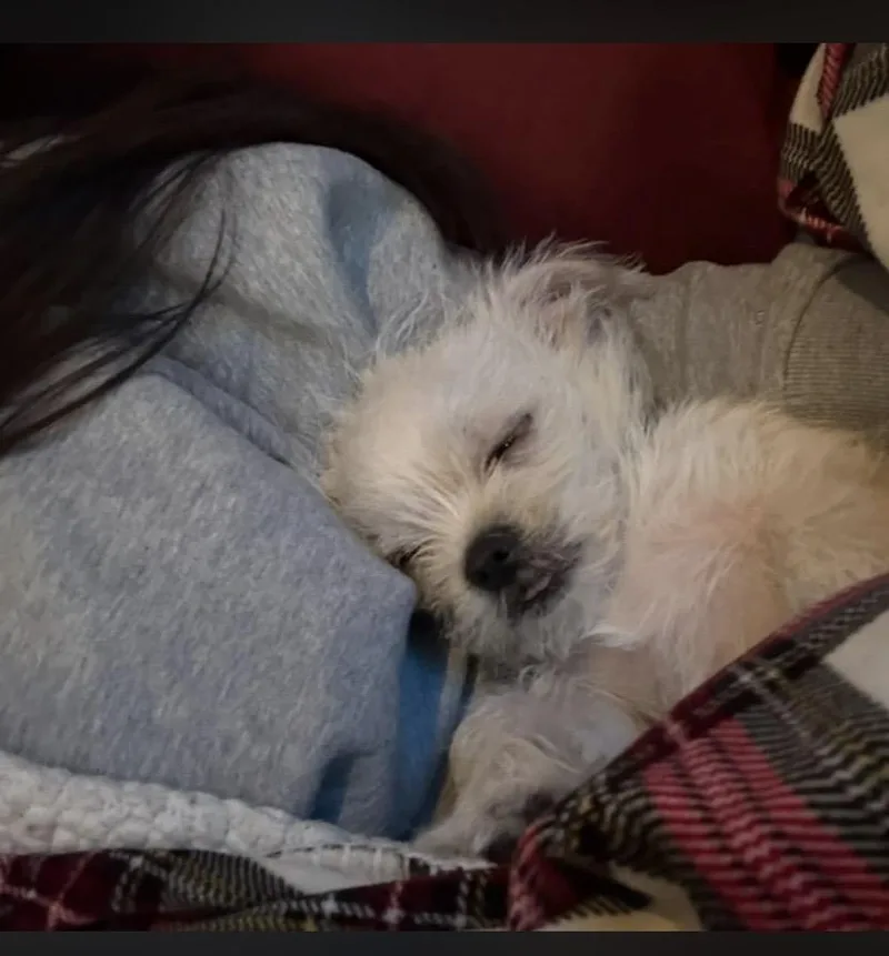 Biscotti thumbnail 5